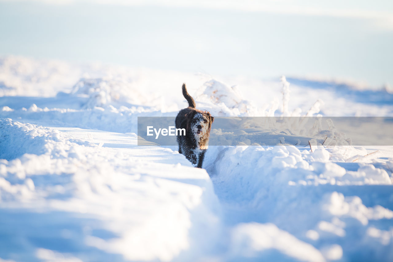 VIEW OF A DOG ON SNOW