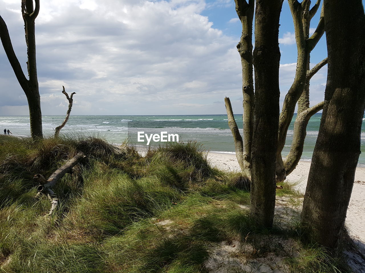 TREES ON SHORE AGAINST SKY