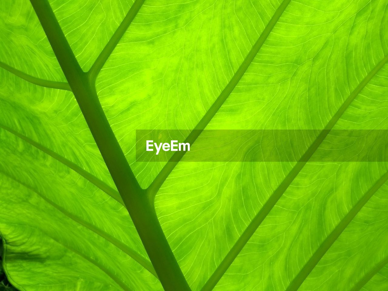 Full frame shot of green leaves