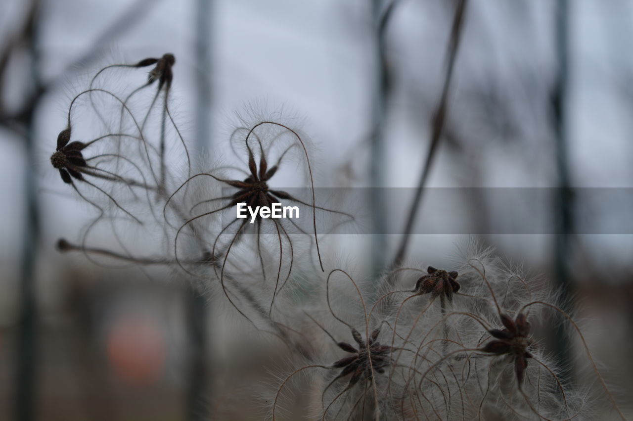 Close-up of plant against blurred background