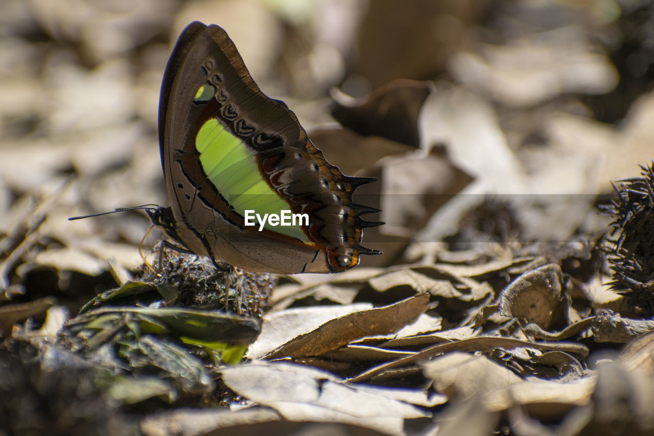 CLOSE-UP OF BUTTERFLY ON DRY LEAVES DURING AUTUMN