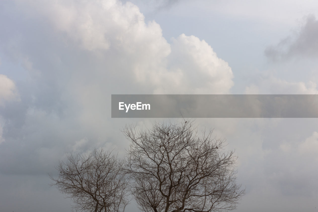 LOW ANGLE VIEW OF BARE TREE AGAINST CLOUDY SKY