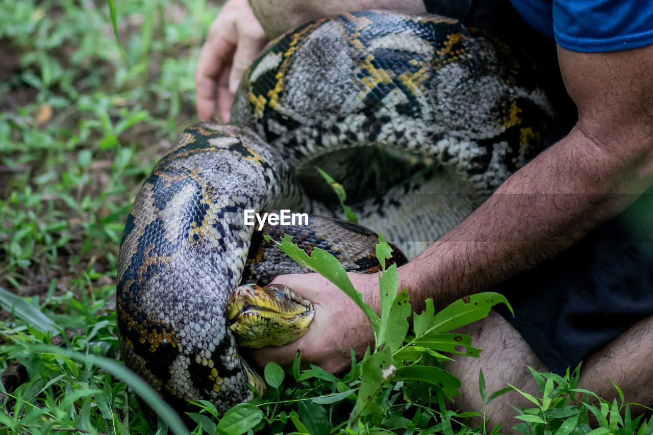 A big and ferocious python catches snakes by hand, beautiful striped boa in a fertile forest.