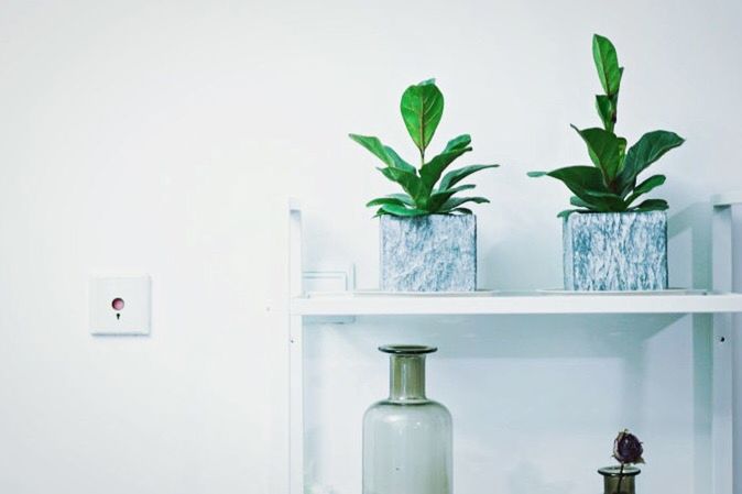 POTTED PLANTS ON WALL