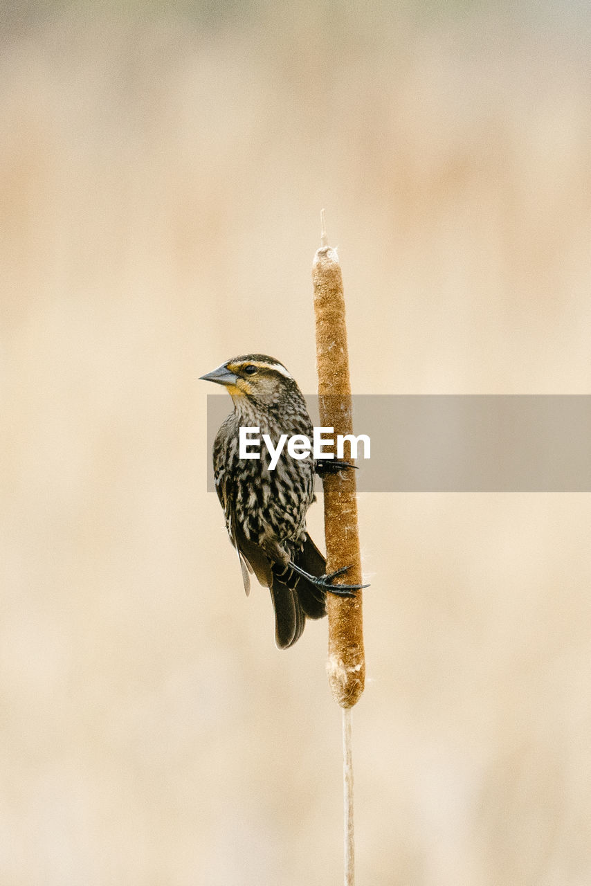 Closeup portrait of a sparrow perched sideways on a cattail reed