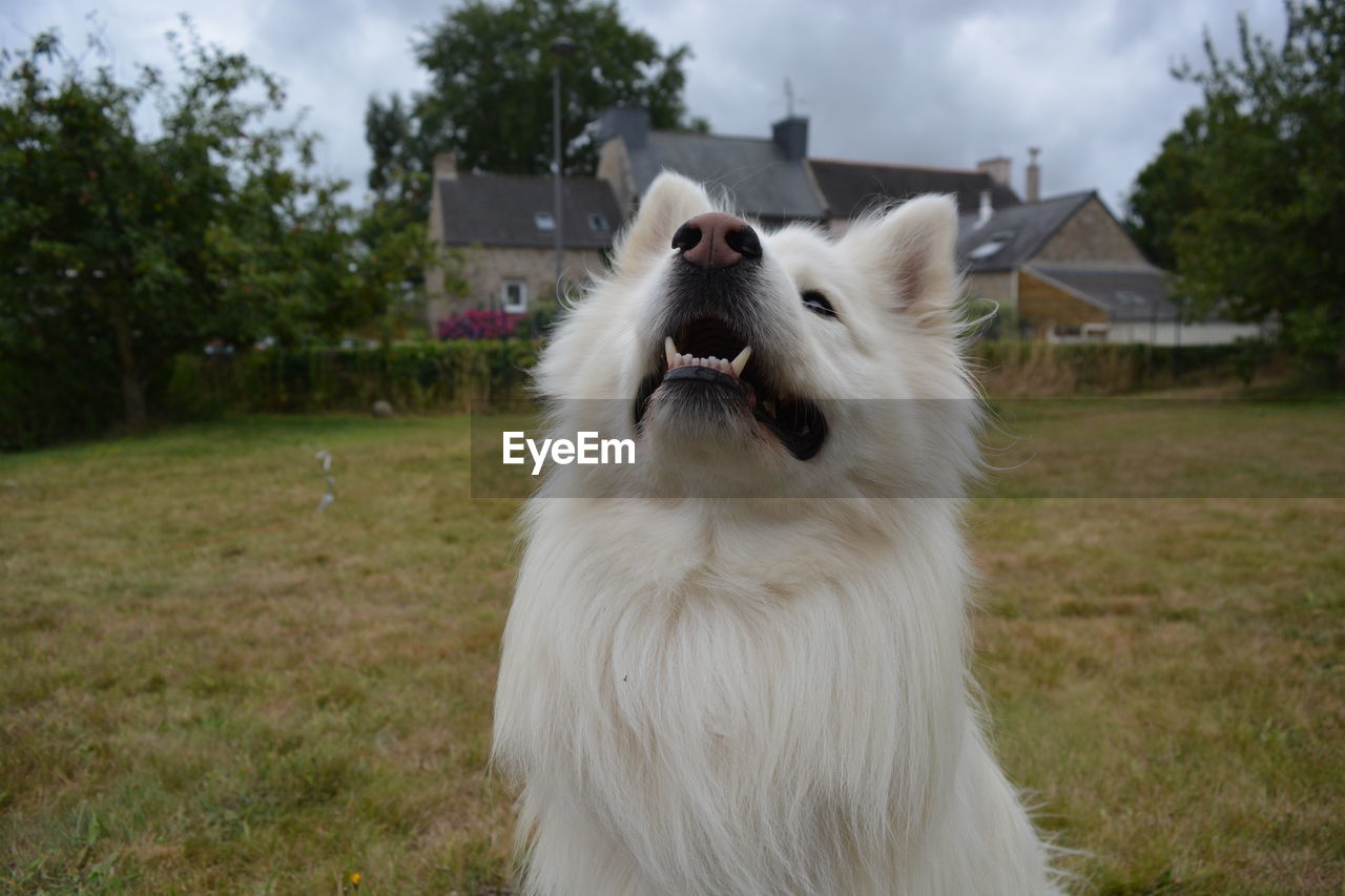animal themes, pet, animal, mammal, one animal, domestic animals, dog, grass, canine, plant, cloud, facial expression, sky, animal body part, mouth open, nature, no people, front or back yard, german spitz, animal hair, architecture, animal mouth, outdoors, building exterior, building, white