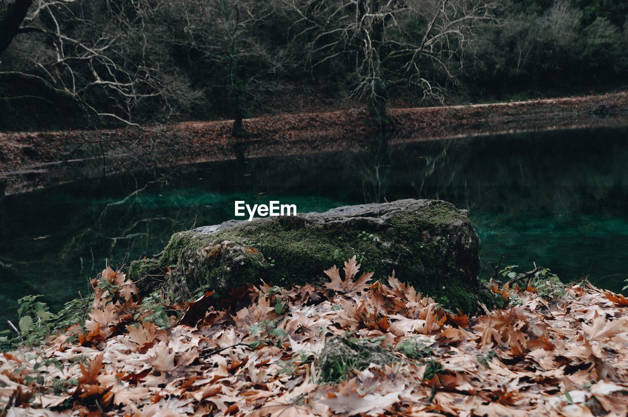 CLOSE-UP OF TREE IN LAKE