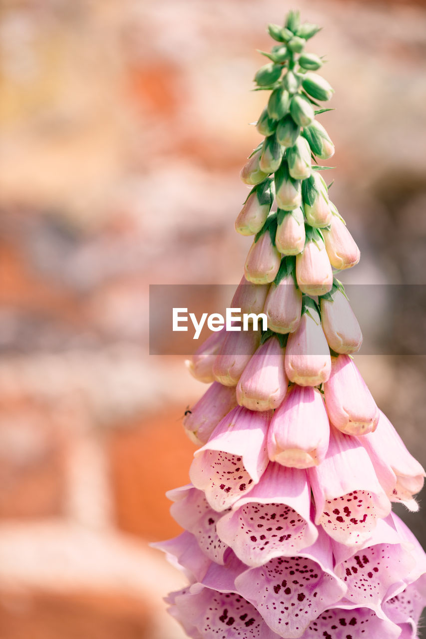 CLOSE-UP OF CACTUS FLOWER