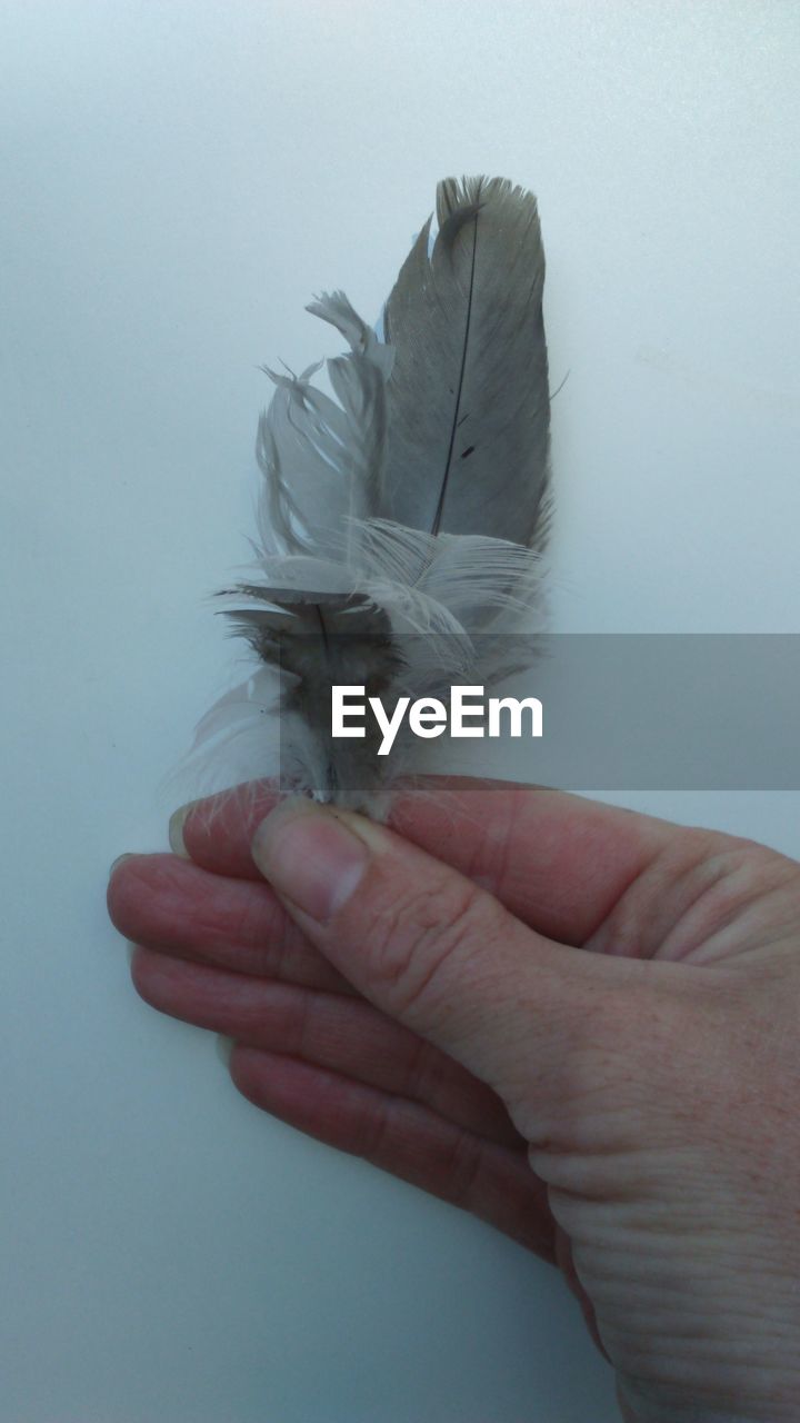 Close-up of hand holding feather on white background