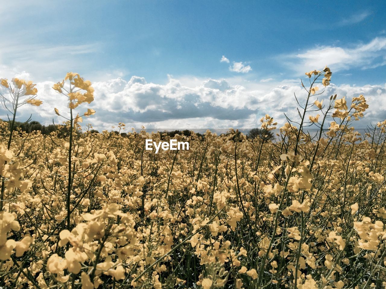 View of yellow flowers growing in field