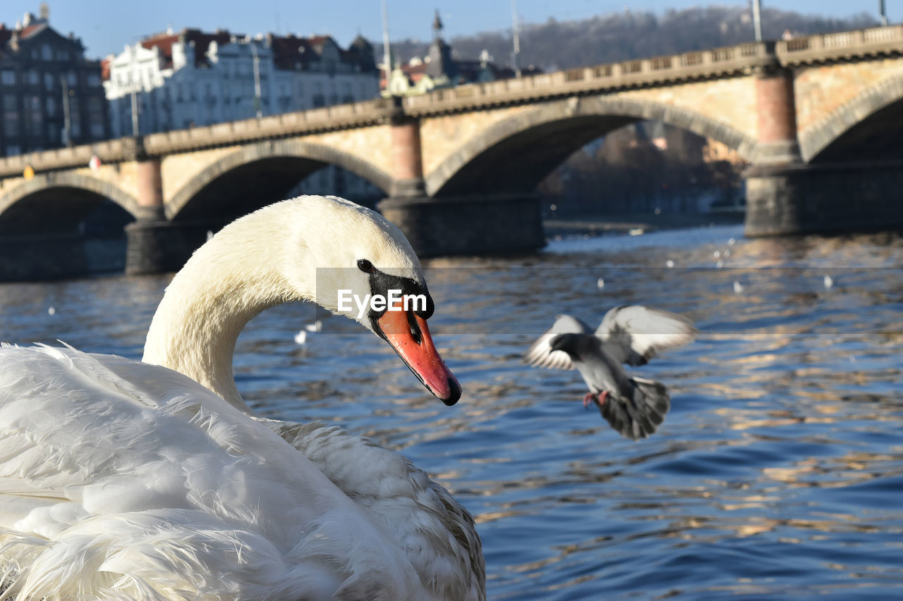 CLOSE-UP OF SWANS ON RIVER