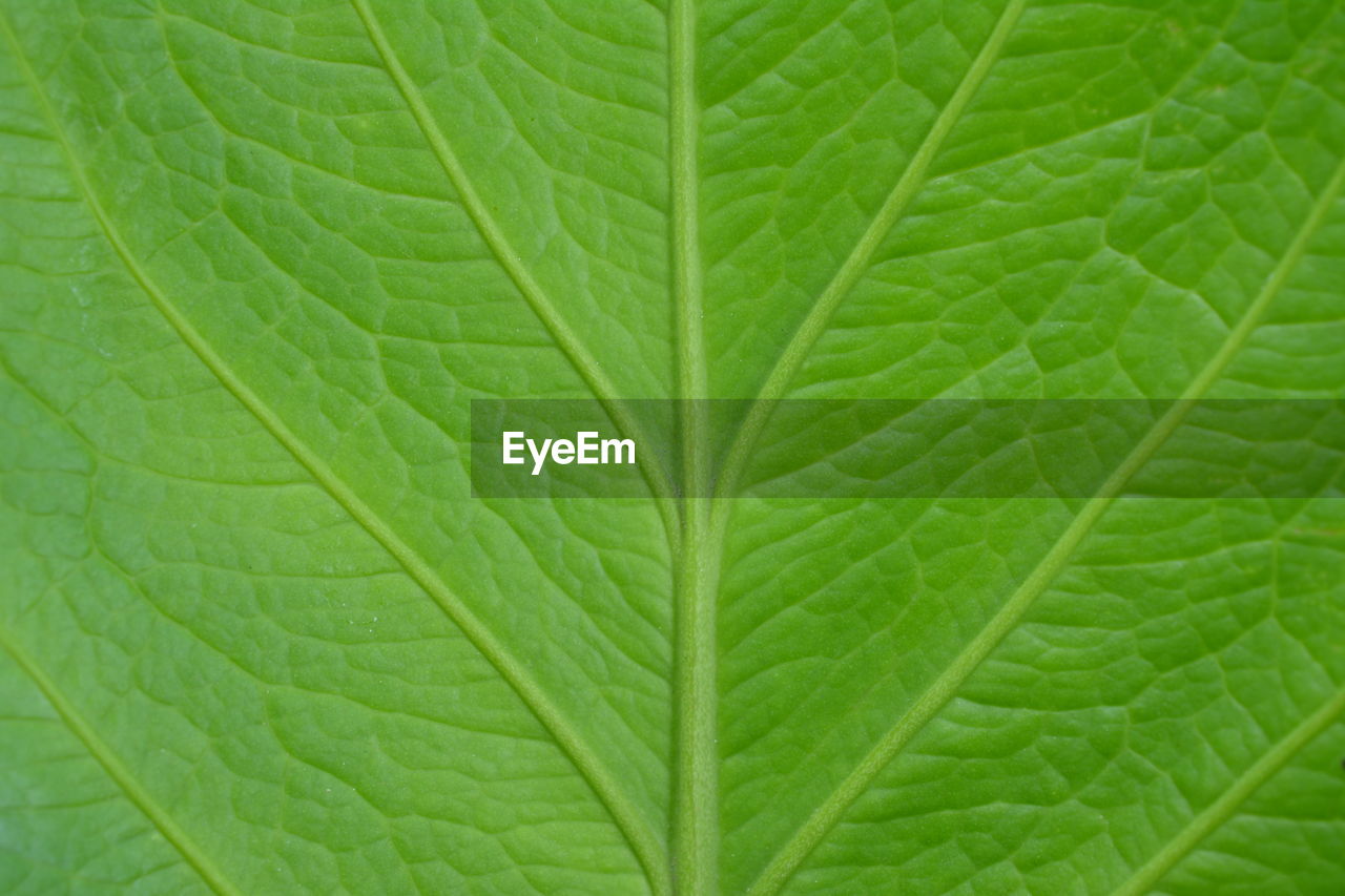 FULL FRAME SHOT OF LEAF