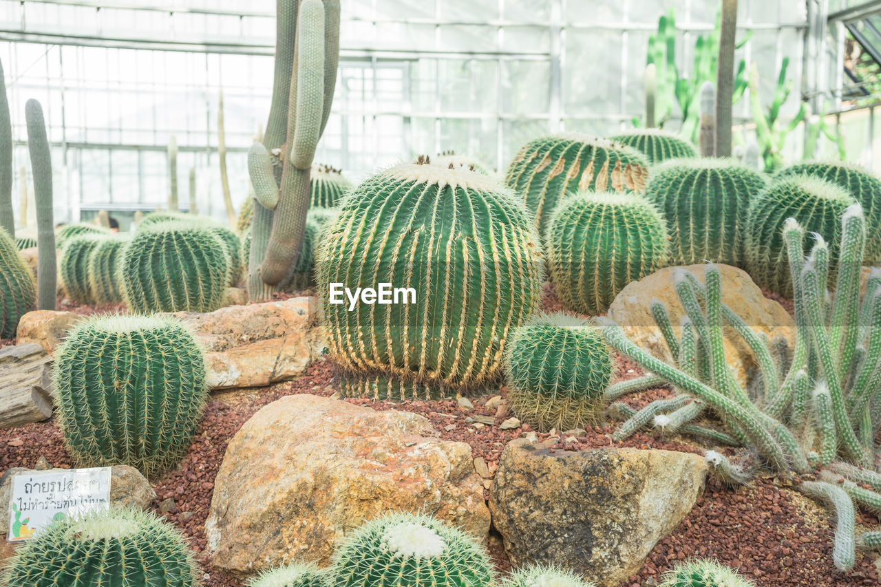 CLOSE-UP OF CACTUS PLANT GROWING IN WINDOW