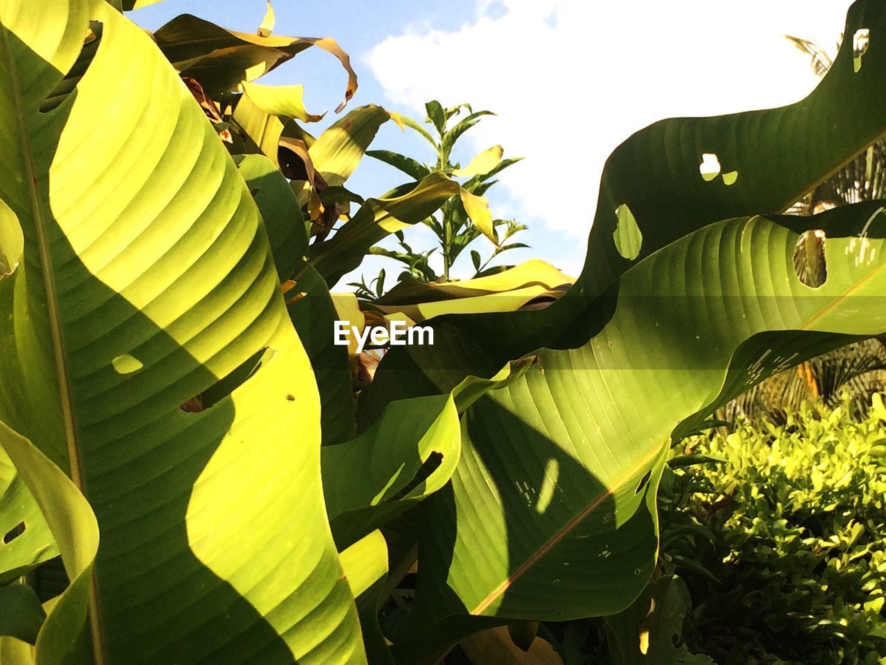 CLOSE-UP OF A TREE