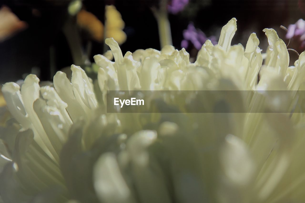 CLOSE-UP OF WHITE FLOWER