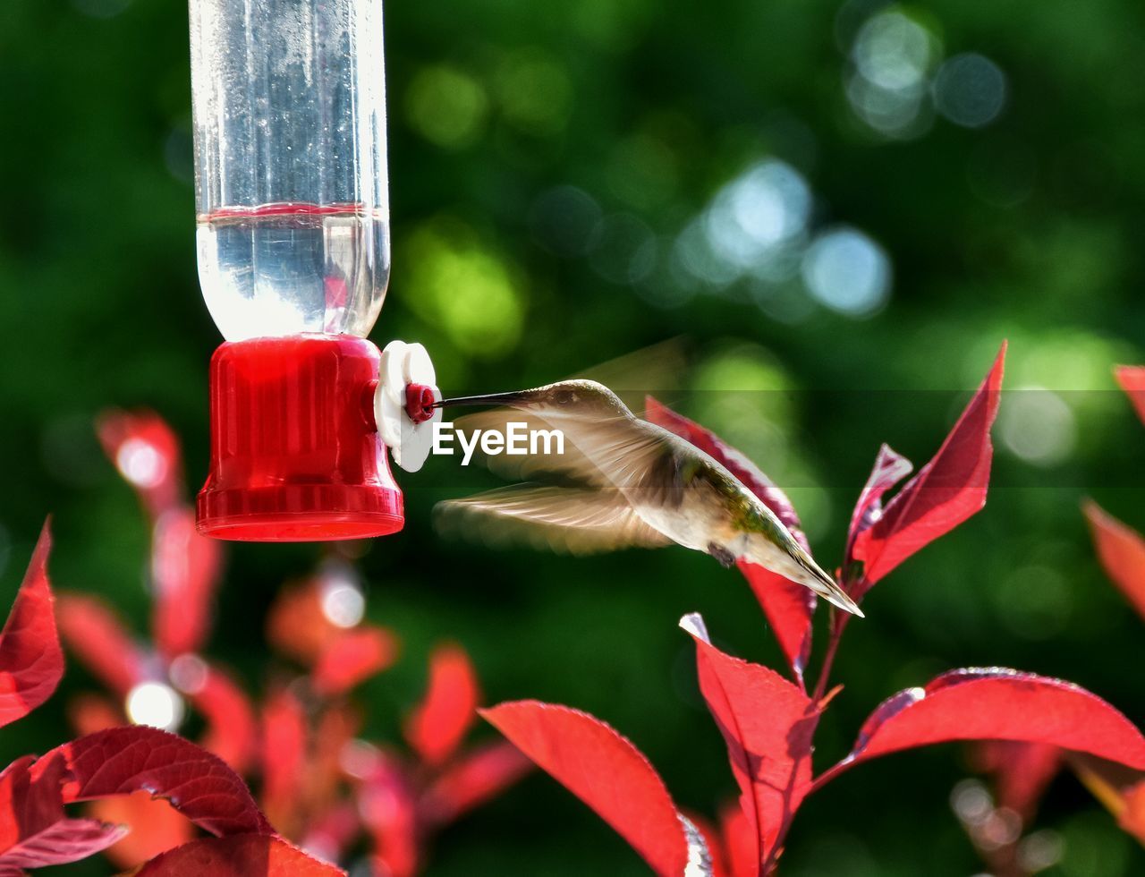 Blurred motion of hummingbird by bird feeder