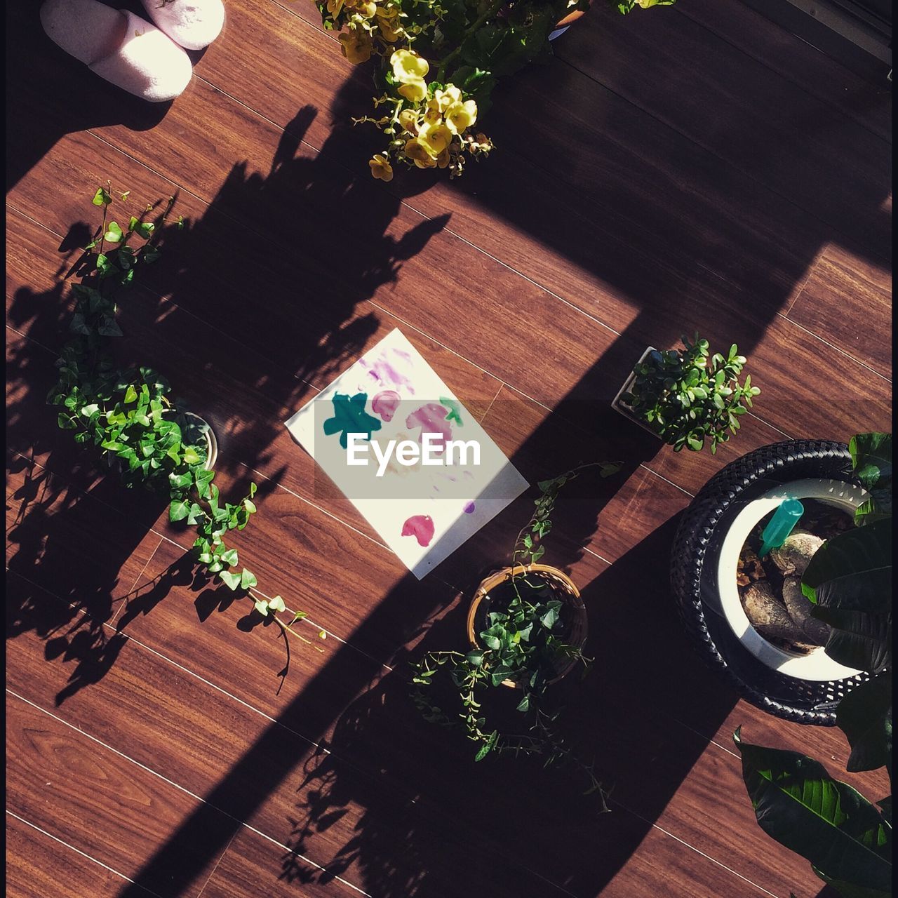 High angle view of drawing surrounded by potted plants on hardwood floor