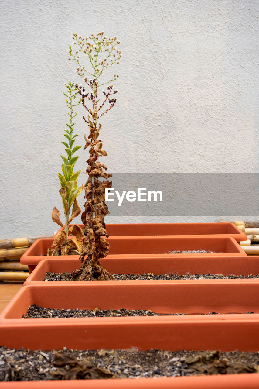 plant, wall - building feature, growth, nature, potted plant, architecture, no people, built structure, day, wall, outdoors, wood, houseplant, building exterior, beauty in nature