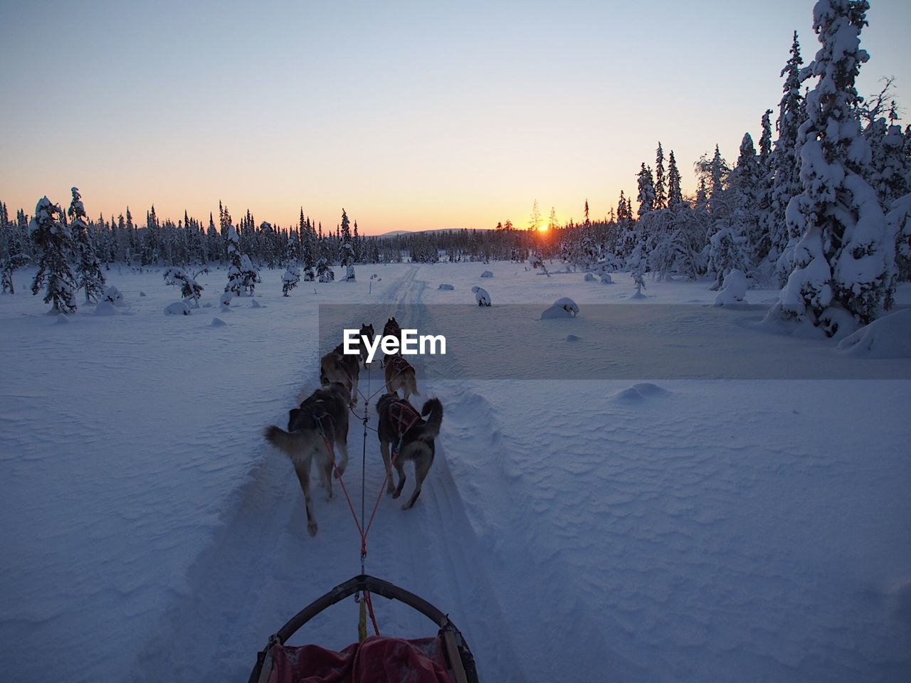 Sled dogs on snow covered road during sunset
