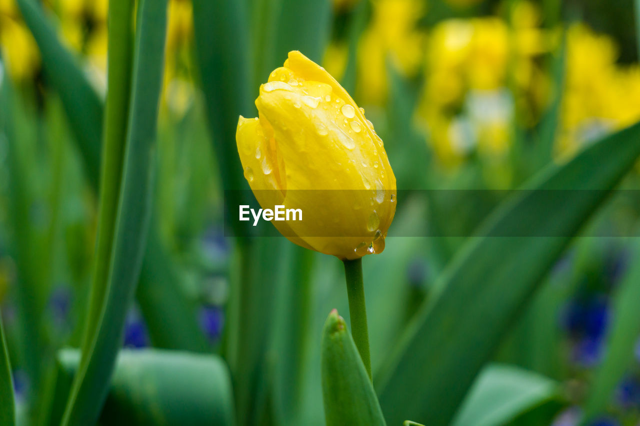 Close-up of yellow tulips during rainy season