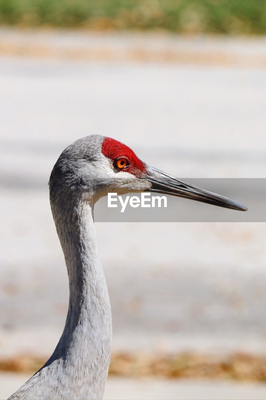 CLOSE-UP OF A DUCK