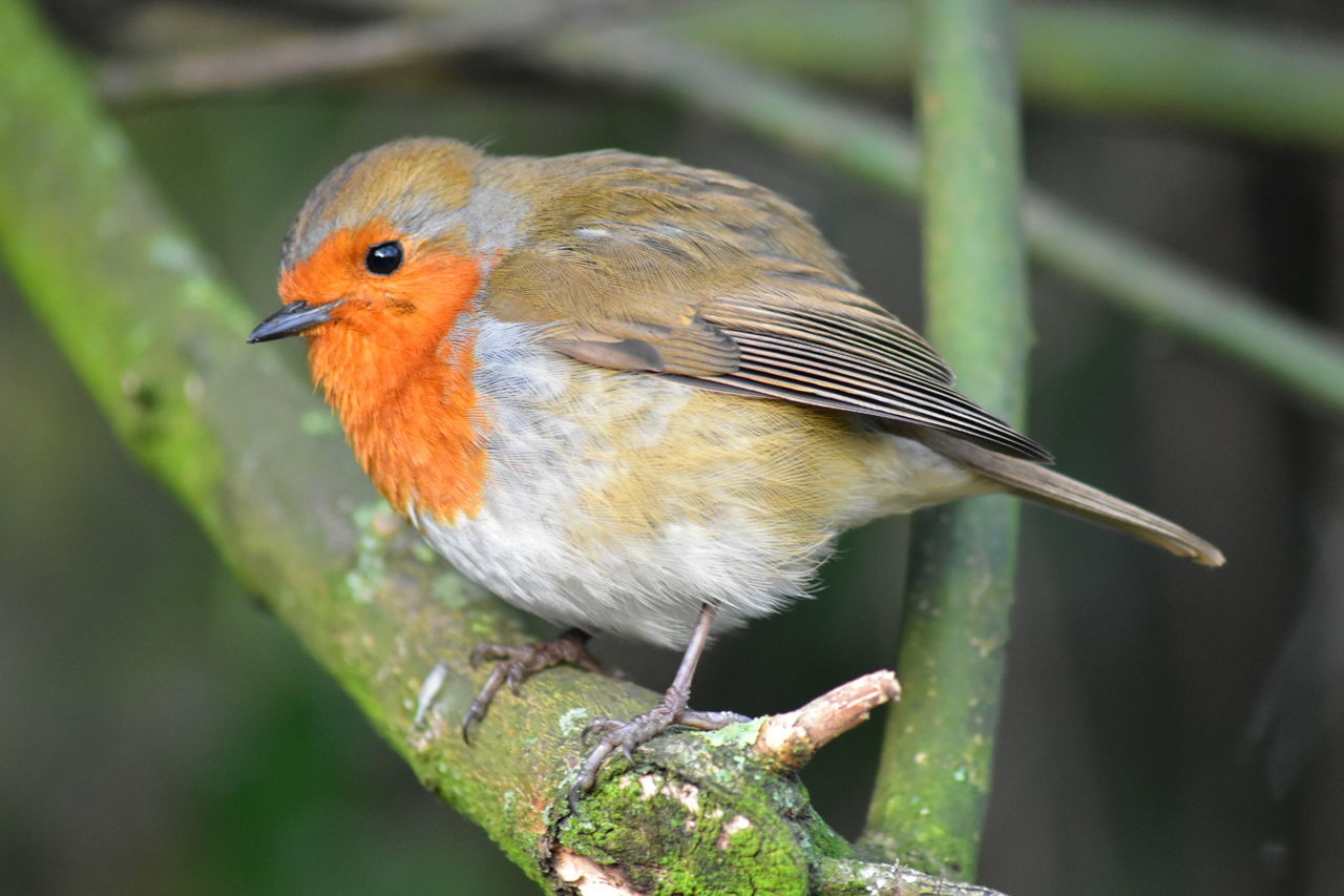 CLOSE-UP OF BIRD ON BRANCH