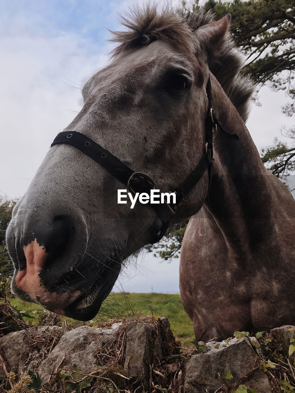 CLOSE-UP OF A HORSE ON THE FIELD