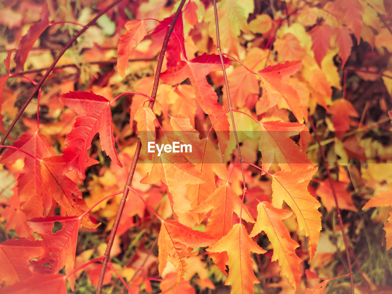 Close-up of autumn tree