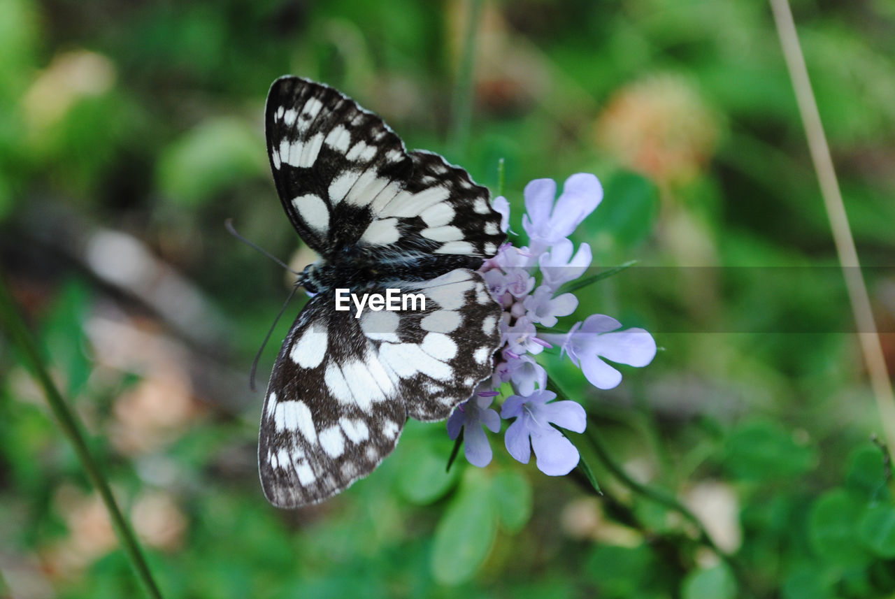 Close-up of butterfly pollinating on flower