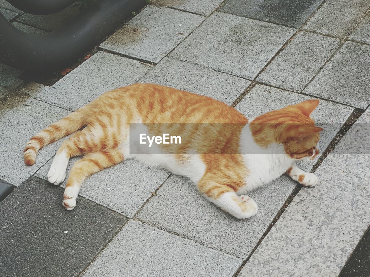 High angle view of cat lying on footpath