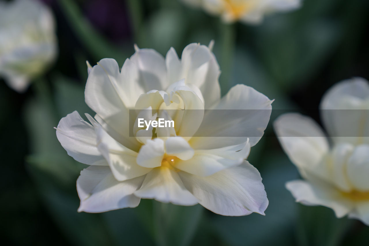 Close-up of flowers blooming outdoors