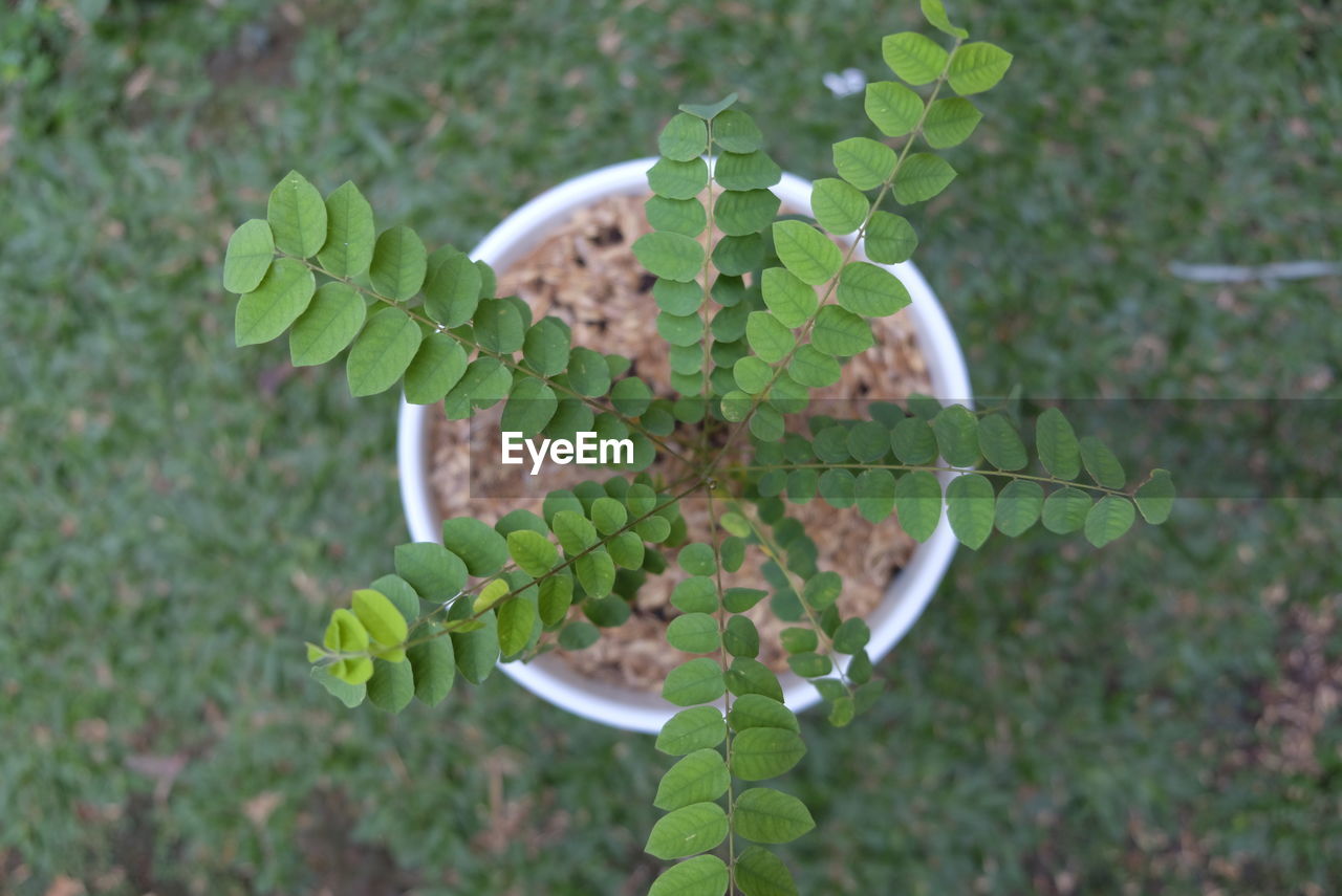 Growing averrhoa bilimbi or belimbing wuluh in the garden.