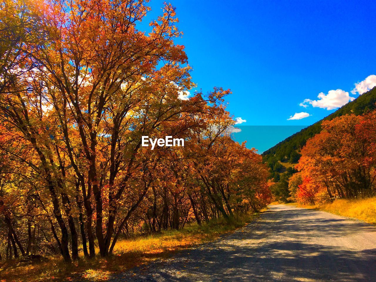 Road amidst trees during autumn