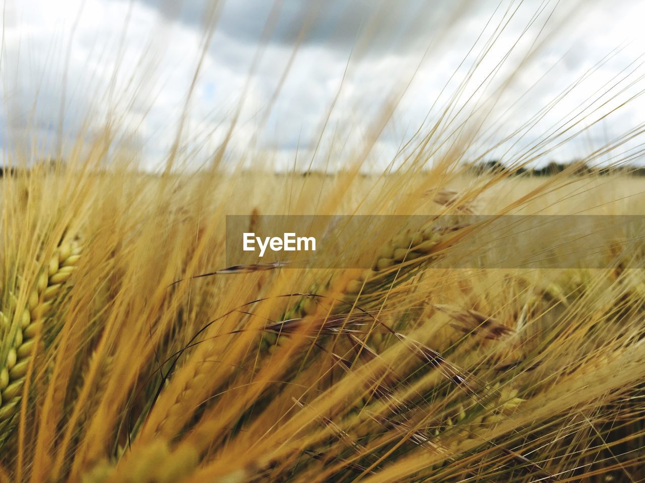 Close-up of fresh wheat field