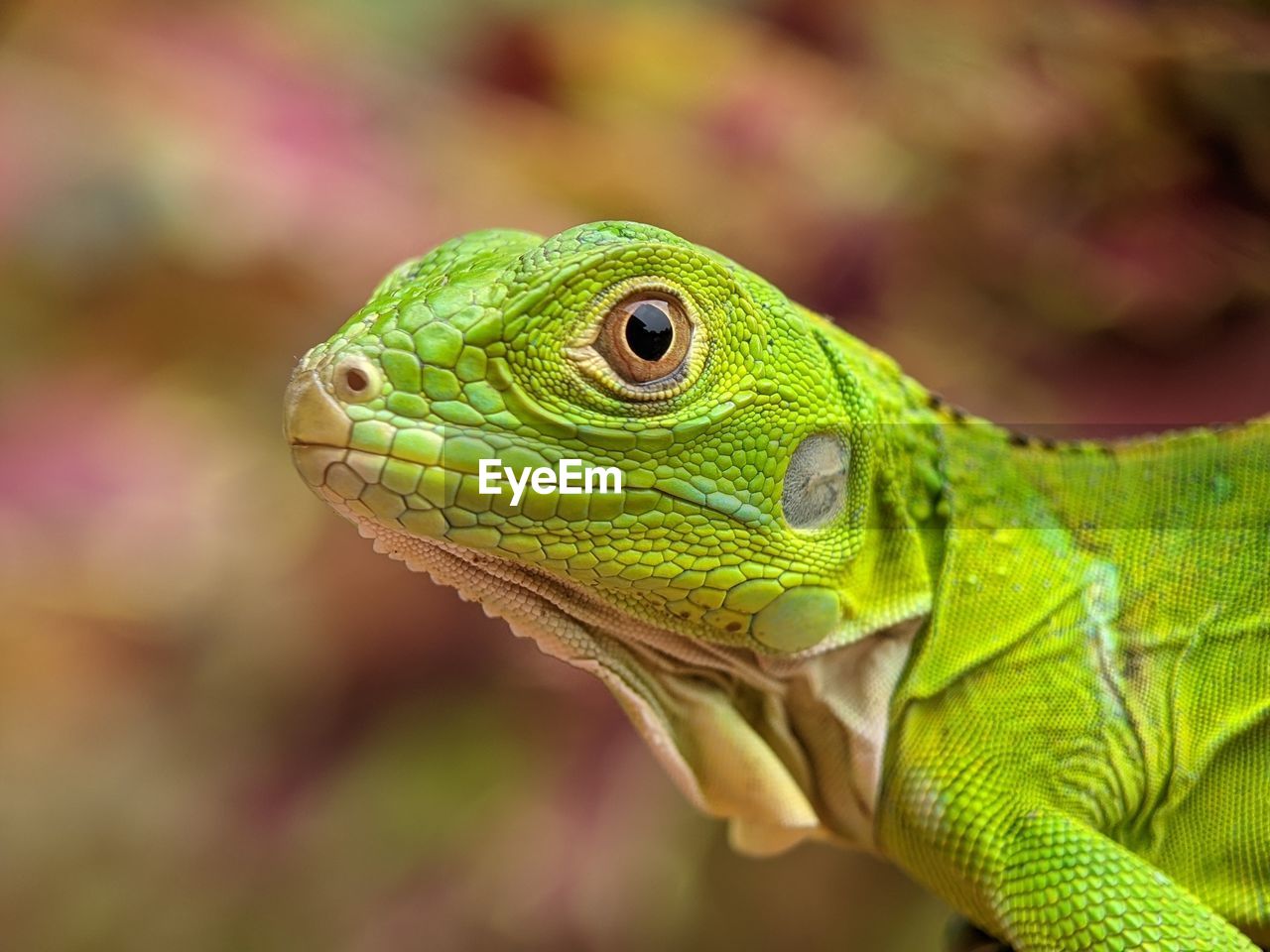 CLOSE-UP OF A LIZARD