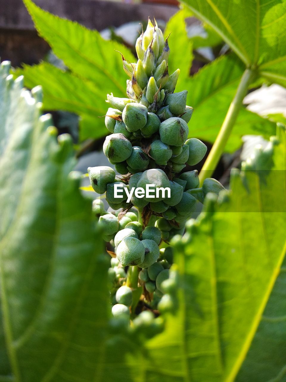 Close-up of berries growing on plant