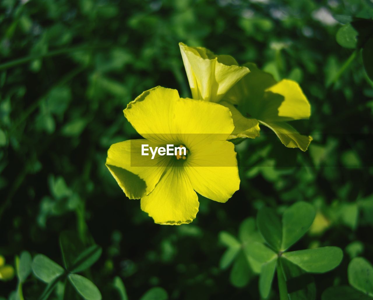 Close-up of yellow flowers