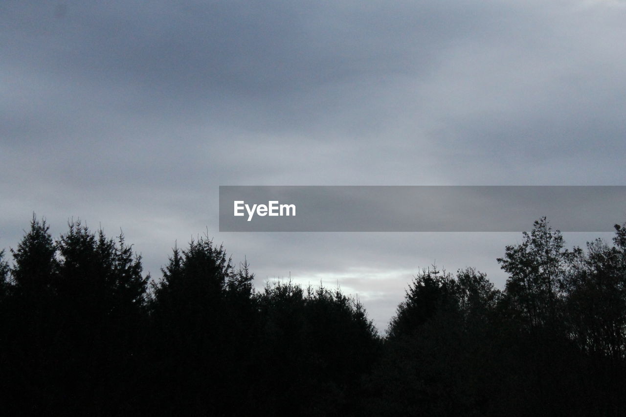 LOW ANGLE VIEW OF TREES AGAINST SKY