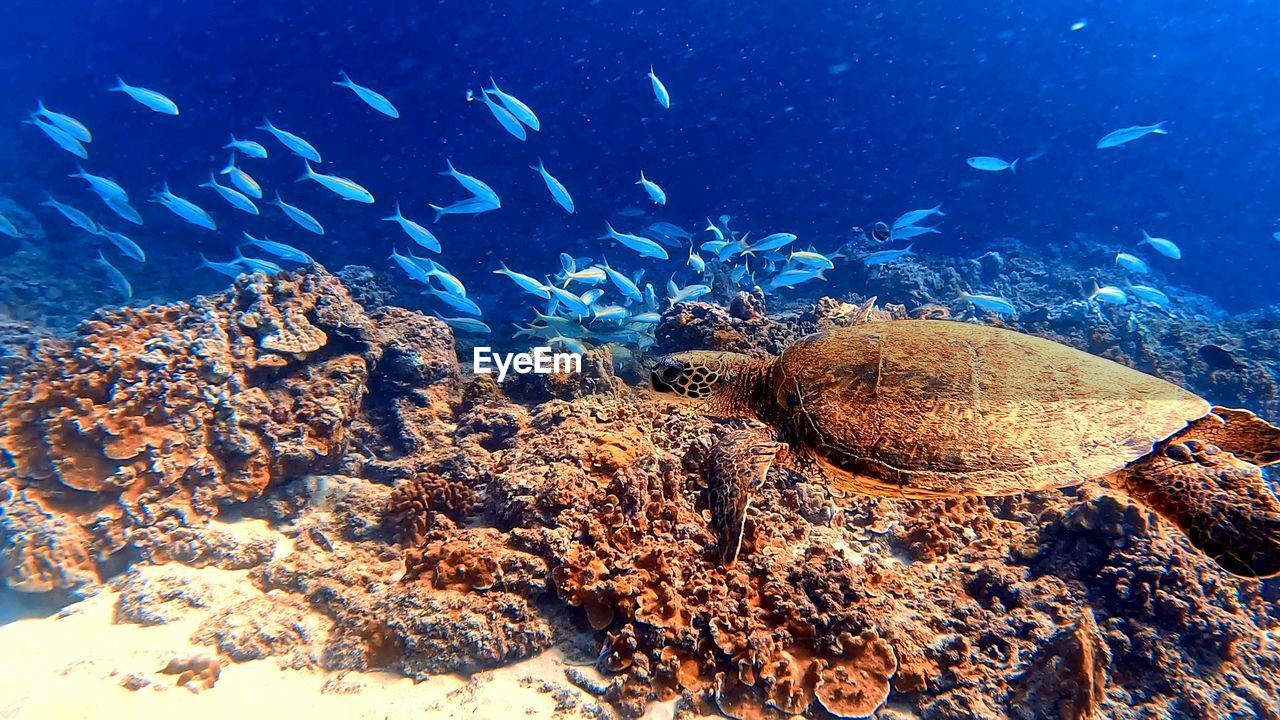 low angle view of fish in sea