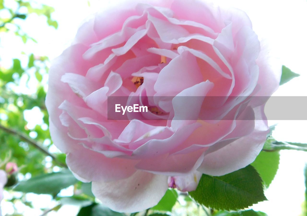 CLOSE-UP OF PINK ROSE