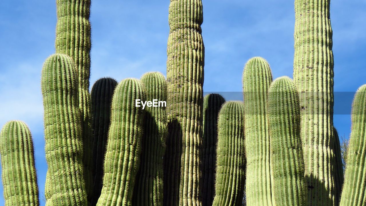 LOW ANGLE VIEW OF SUCCULENT PLANTS AGAINST SKY