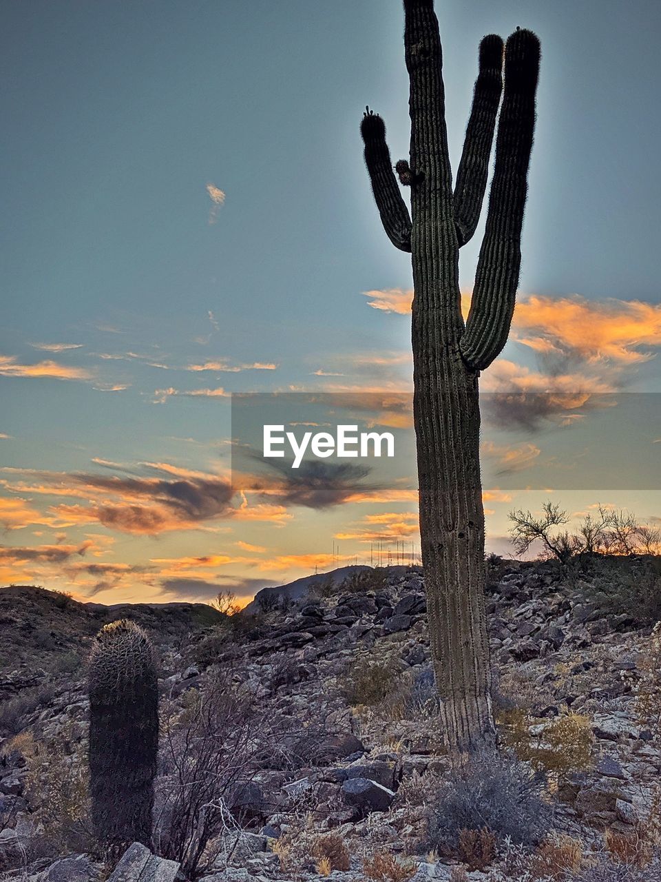 CACTUS GROWING ON WOODEN POST ON FIELD AGAINST SKY AT SUNSET