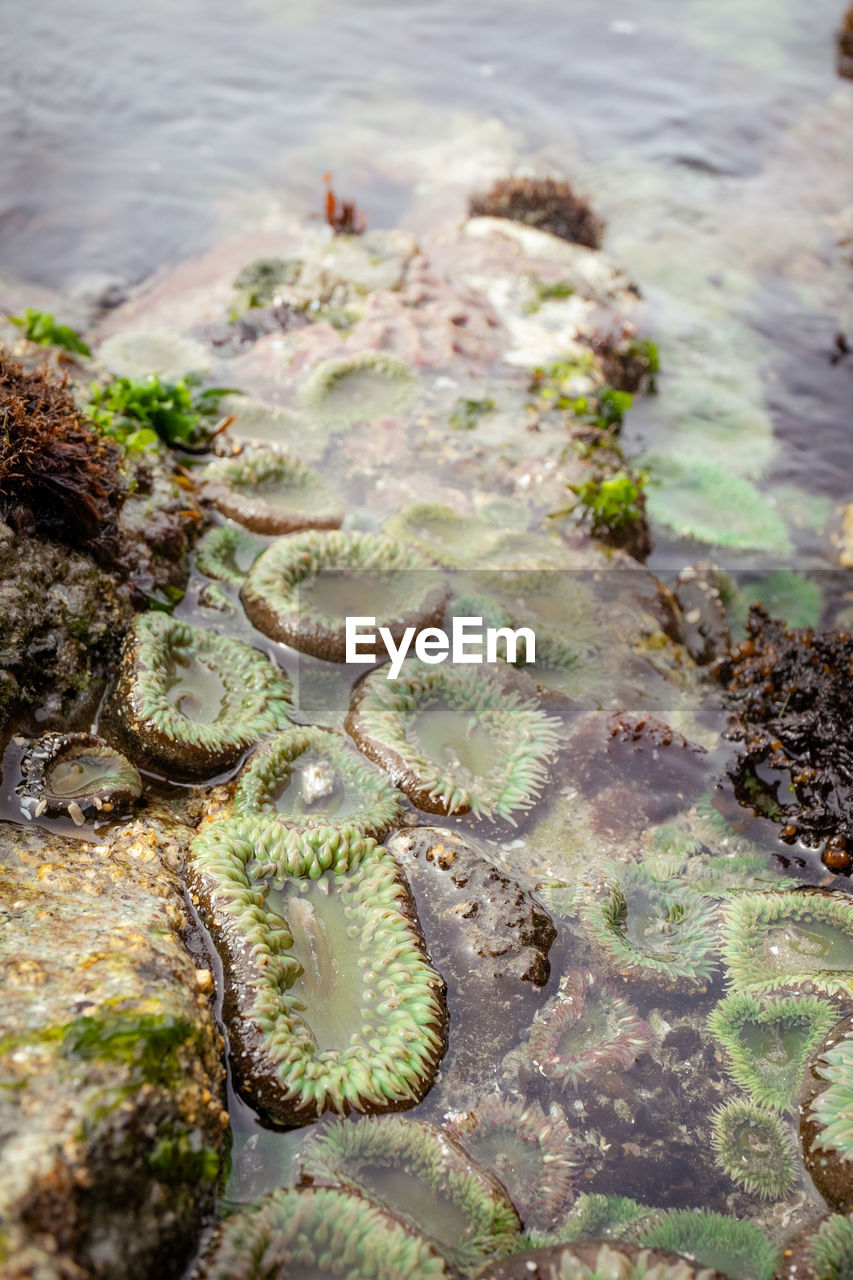 Beautiful sea life at the west coast of vancouver island