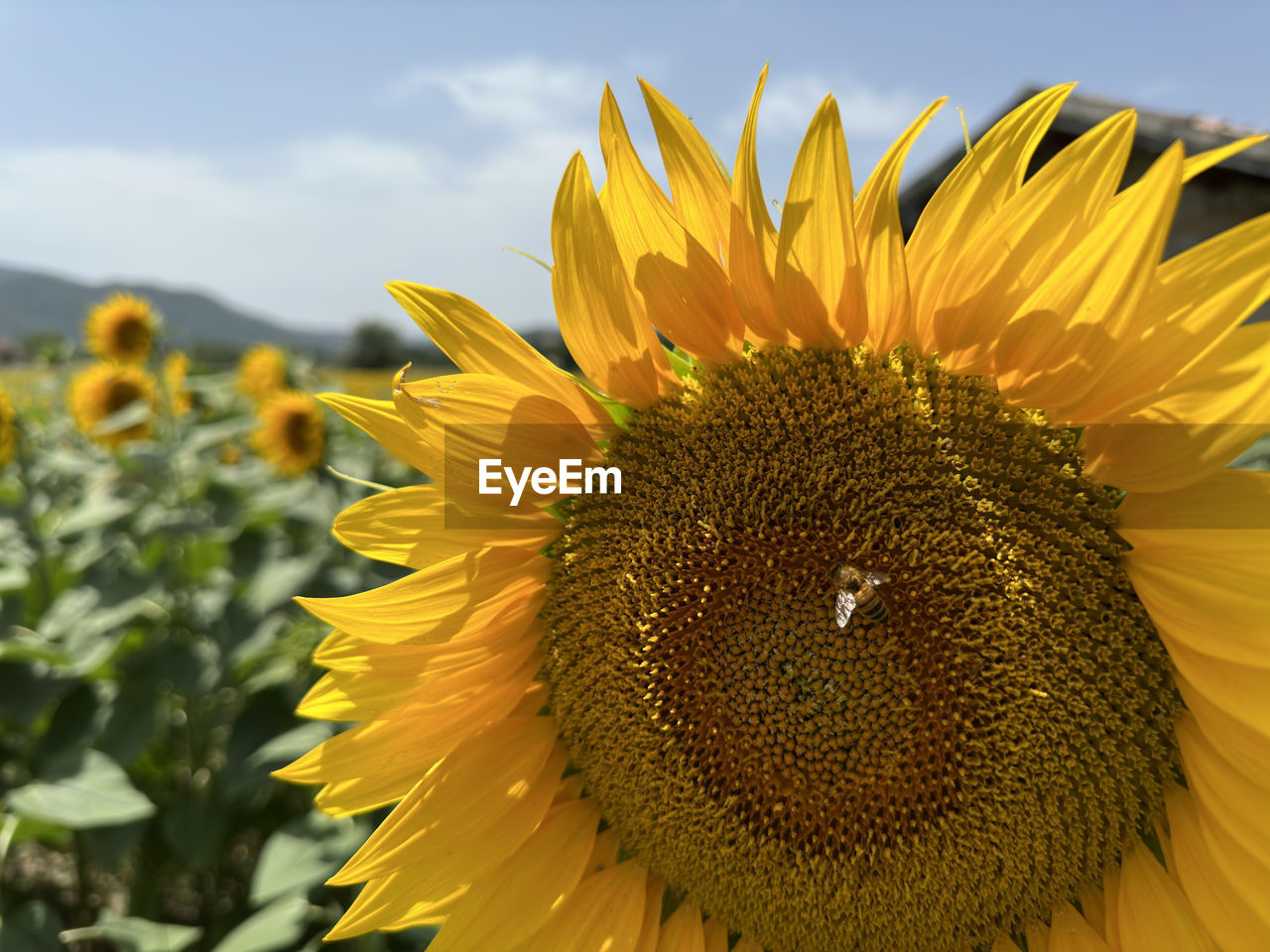 sunflower, flower, plant, flowering plant, yellow, beauty in nature, flower head, freshness, sky, nature, growth, petal, sunflower seed, field, inflorescence, close-up, landscape, rural scene, cloud, fragility, vegetarian food, land, agriculture, pollen, no people, crop, asterales, summer, seed, environment, outdoors, focus on foreground, farm, day, vibrant color, sunlight, blossom, springtime, botany, scenics - nature, macro, plant part, leaf, extreme close-up, animal wildlife