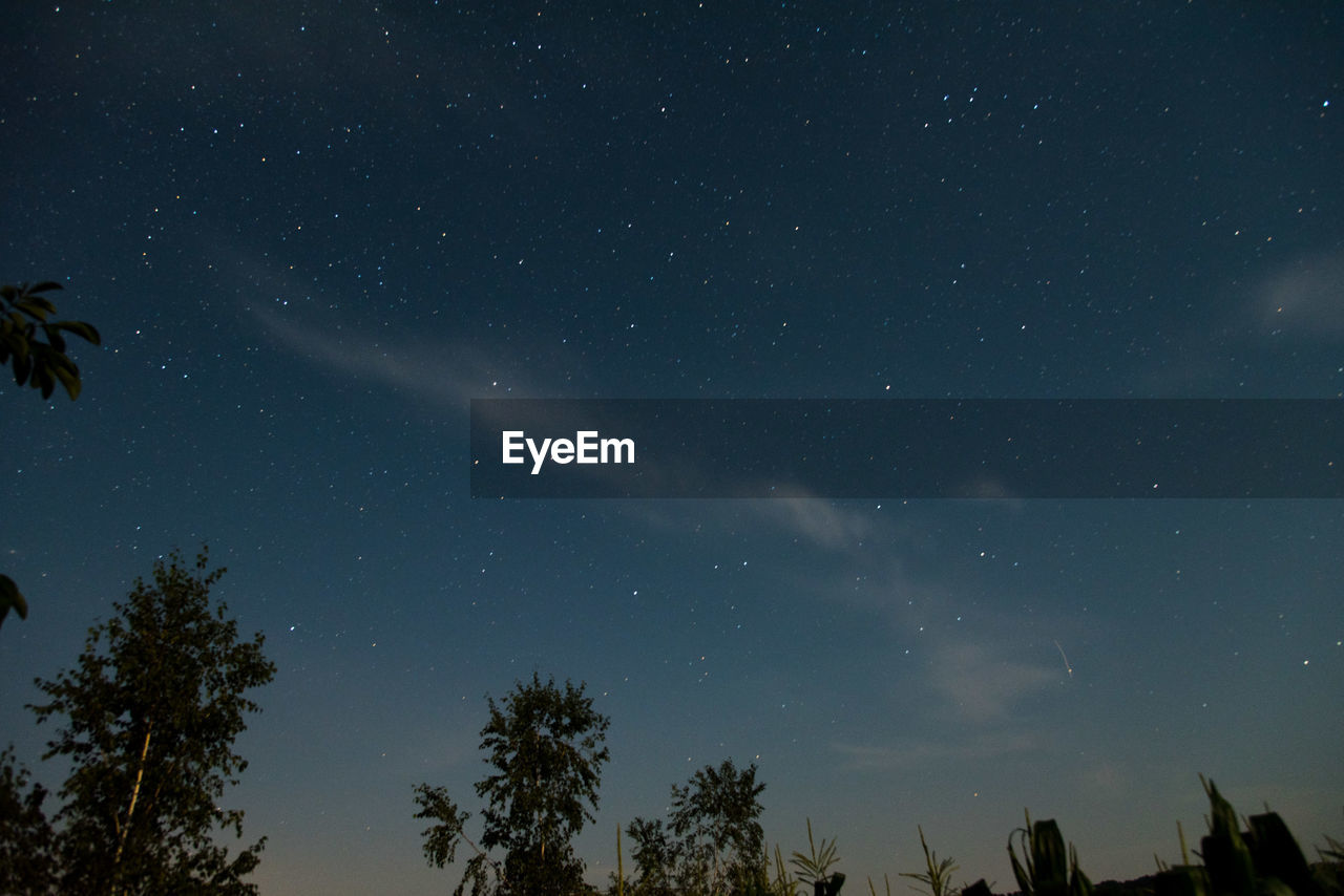 LOW ANGLE VIEW OF SILHOUETTE TREES AGAINST STAR FIELD