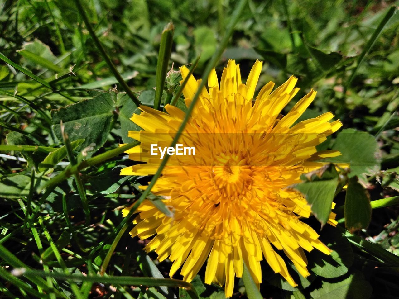 CLOSE-UP OF YELLOW FLOWER