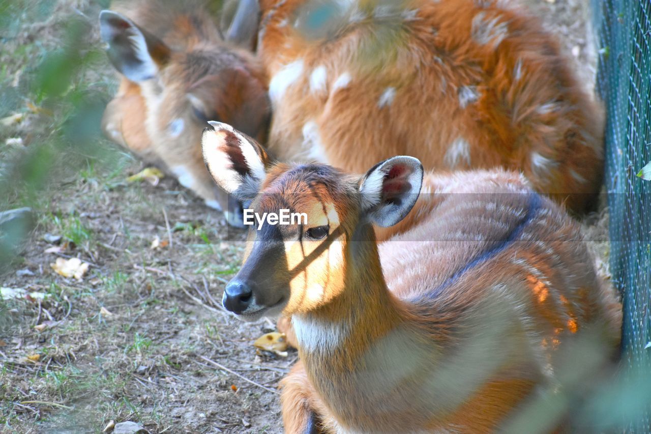 HIGH ANGLE VIEW OF TWO HORSES ON FIELD