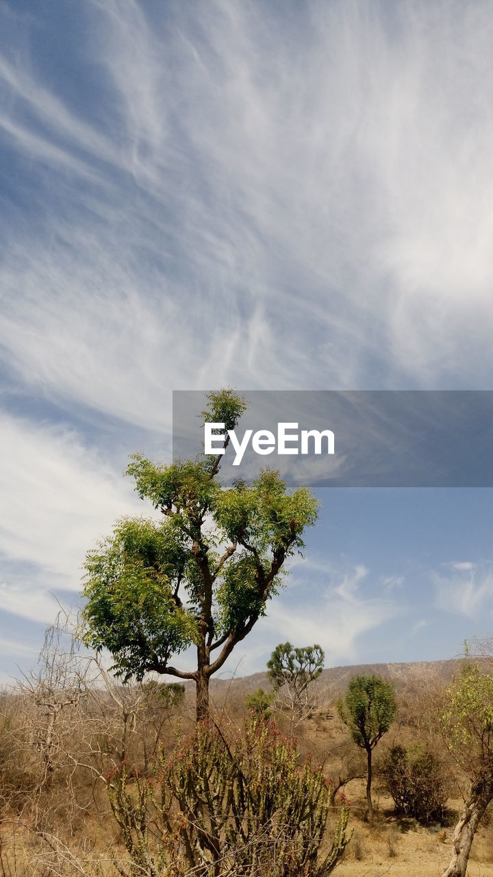 Trees growing on field against sky