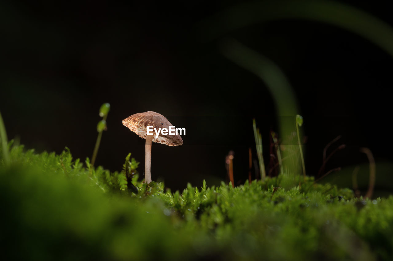 mushroom, fungus, green, nature, plant, macro photography, vegetable, close-up, growth, food, selective focus, land, beauty in nature, grass, forest, no people, leaf, toadstool, moss, outdoors, flower, fragility, freshness, animal wildlife, tree, surface level, night