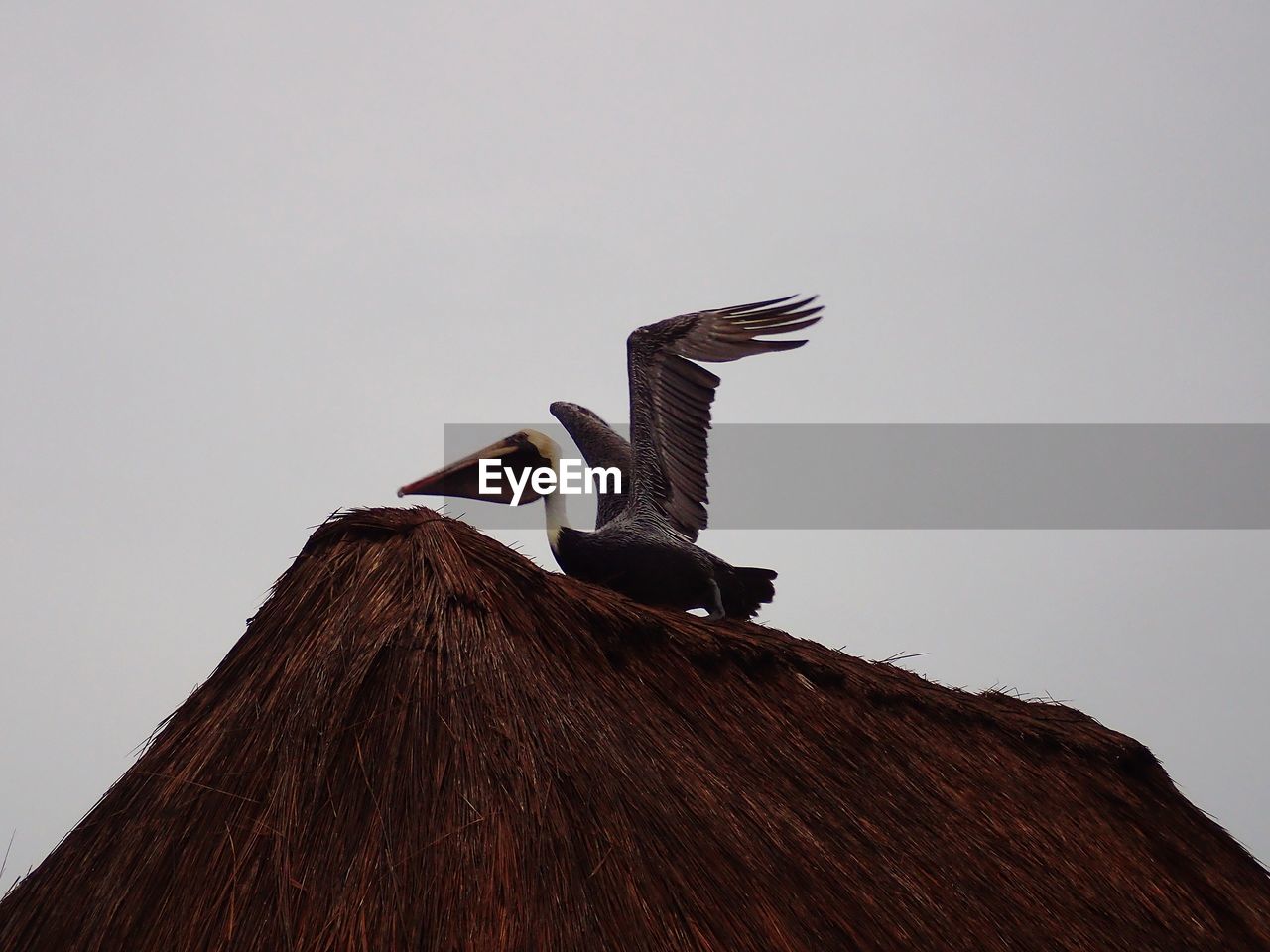 LOW ANGLE VIEW OF BIRD FLYING OVER ROOF AGAINST CLEAR SKY